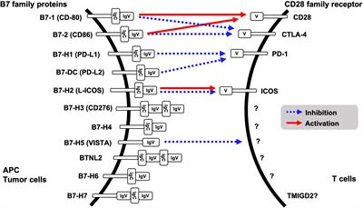 Regulation of Intrinsic Functions of PD-L1 by Post-Translational Modification in Tumors